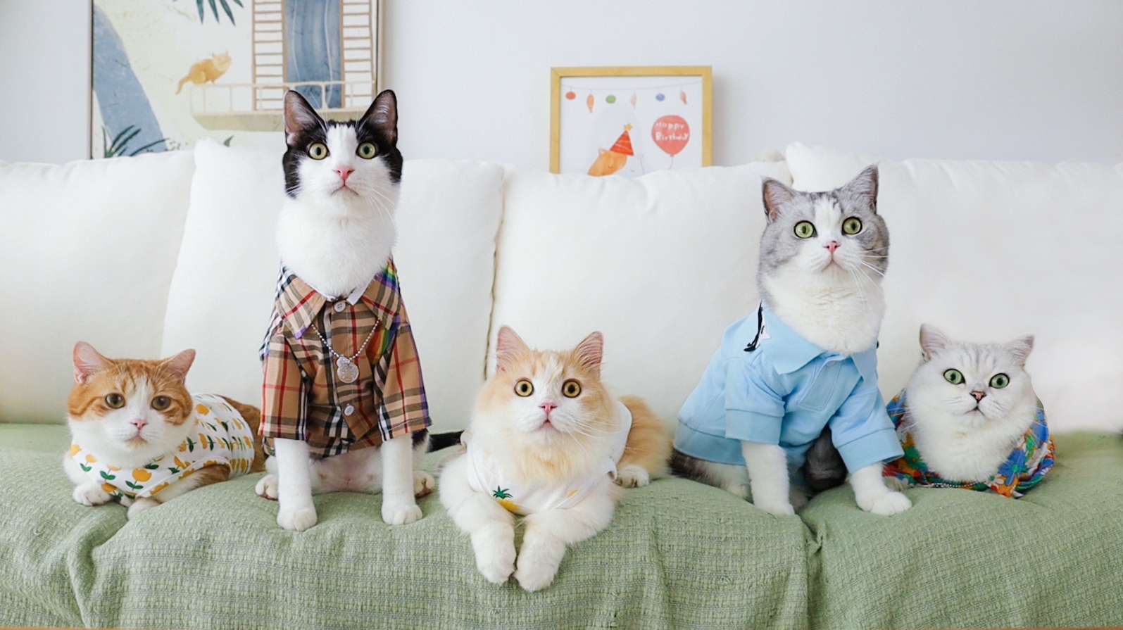 Pet deodorizing and disinfecting